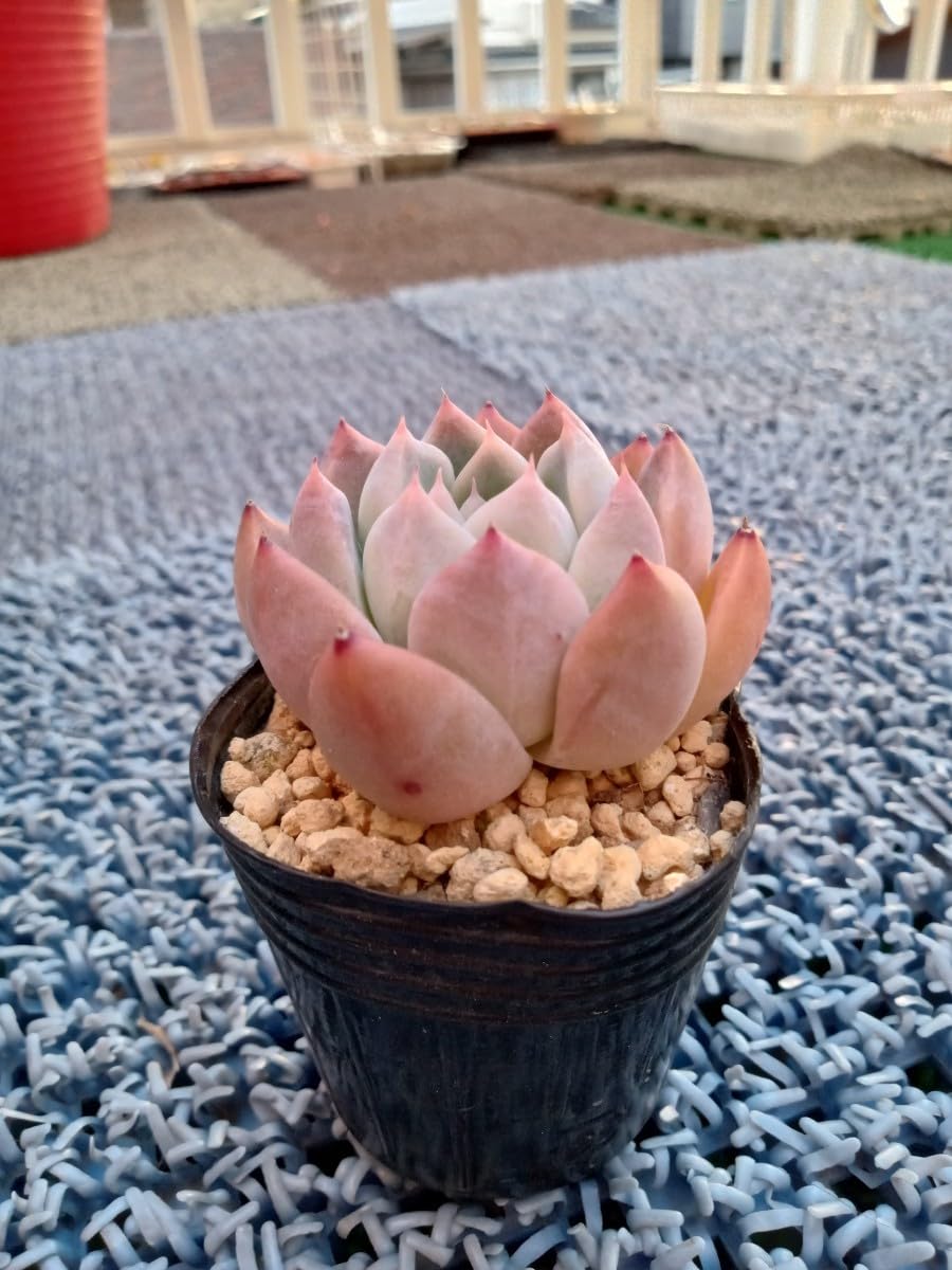 氷山 抜き苗 多肉植物 【公式通販】